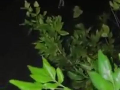 Em gái bú cây hàng của anh cực nghệ sướng tê buồi dâm